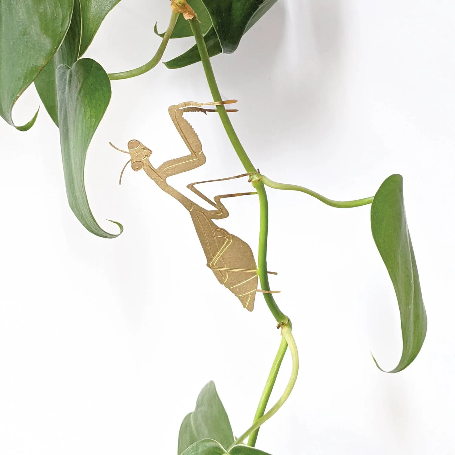 Plant Animal - Praying Mantis, insect plant decoration